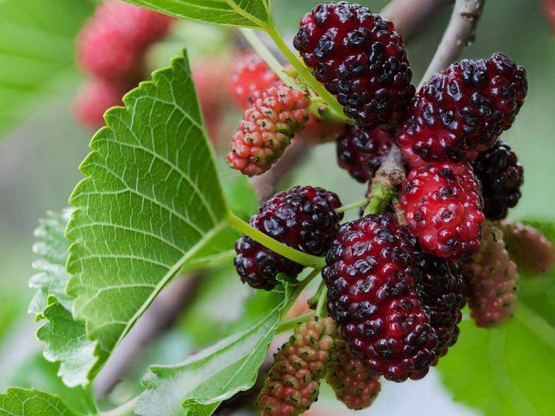 Шелковица купить саженцы из питомнике в Лысьве