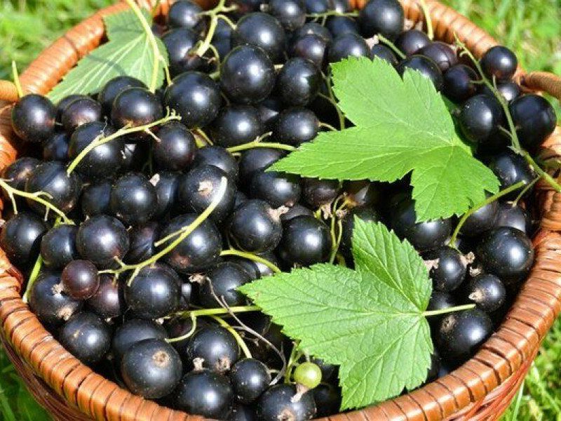Смородина купить саженцы из питомника в Лысьве