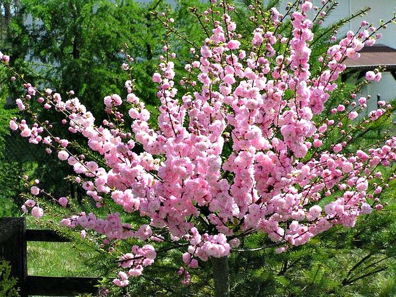 Миндаль купить саженцы из питомника в Лысьве