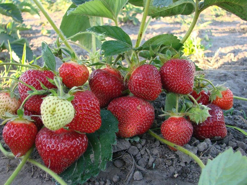 Клубника купить саженцы из питомника в Лысьве