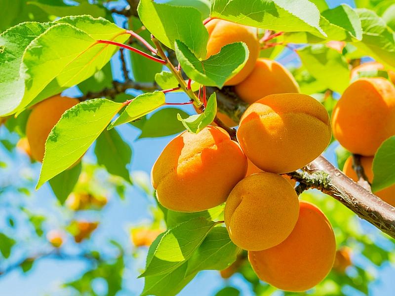 Абрикос купить саженцы из питомнике в Лысьве