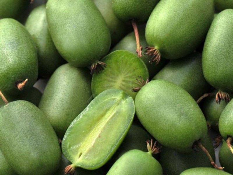 Актинидия купить саженцы из питомнике в Лысьве