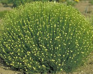 САНТОЛИНА ЗЕЛЕНАЯ