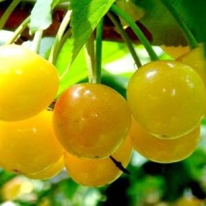Черешня "ОРЛОВСКАЯ ЯНТАРНАЯ"
