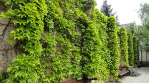Виноград Вичи